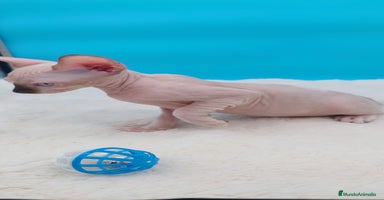 Sphynx gatos Preciosa camada de gatitos sphynx  - Anuncio 15