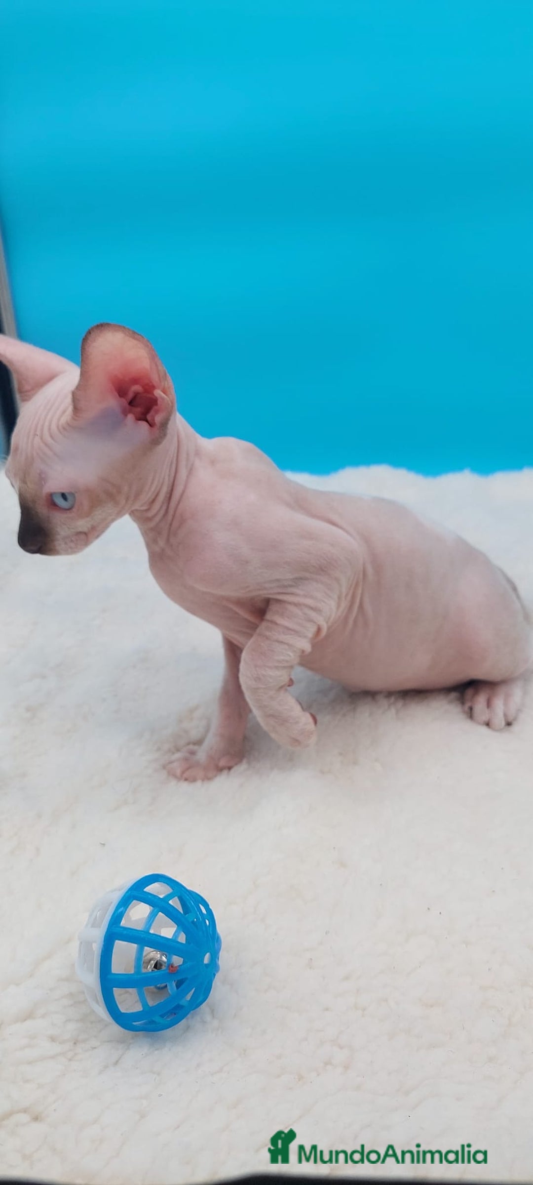 Sphynx gatos en venta: Preciosa camada de gatitos sphynx  - Imagen 3