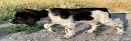 Épagneul Breton perros en venta: Epagneul bretón  - Anuncio 2