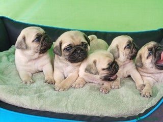 Carlino - Pug perros ADORABLE CAMADA DE CARLINO PUG - Anuncio 4