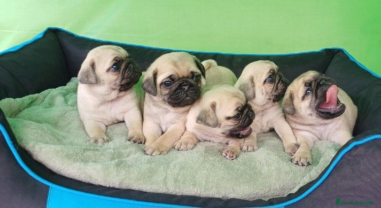 Carlino - Pug perros ADORABLE CAMADA DE CARLINO PUG - Anuncio 1