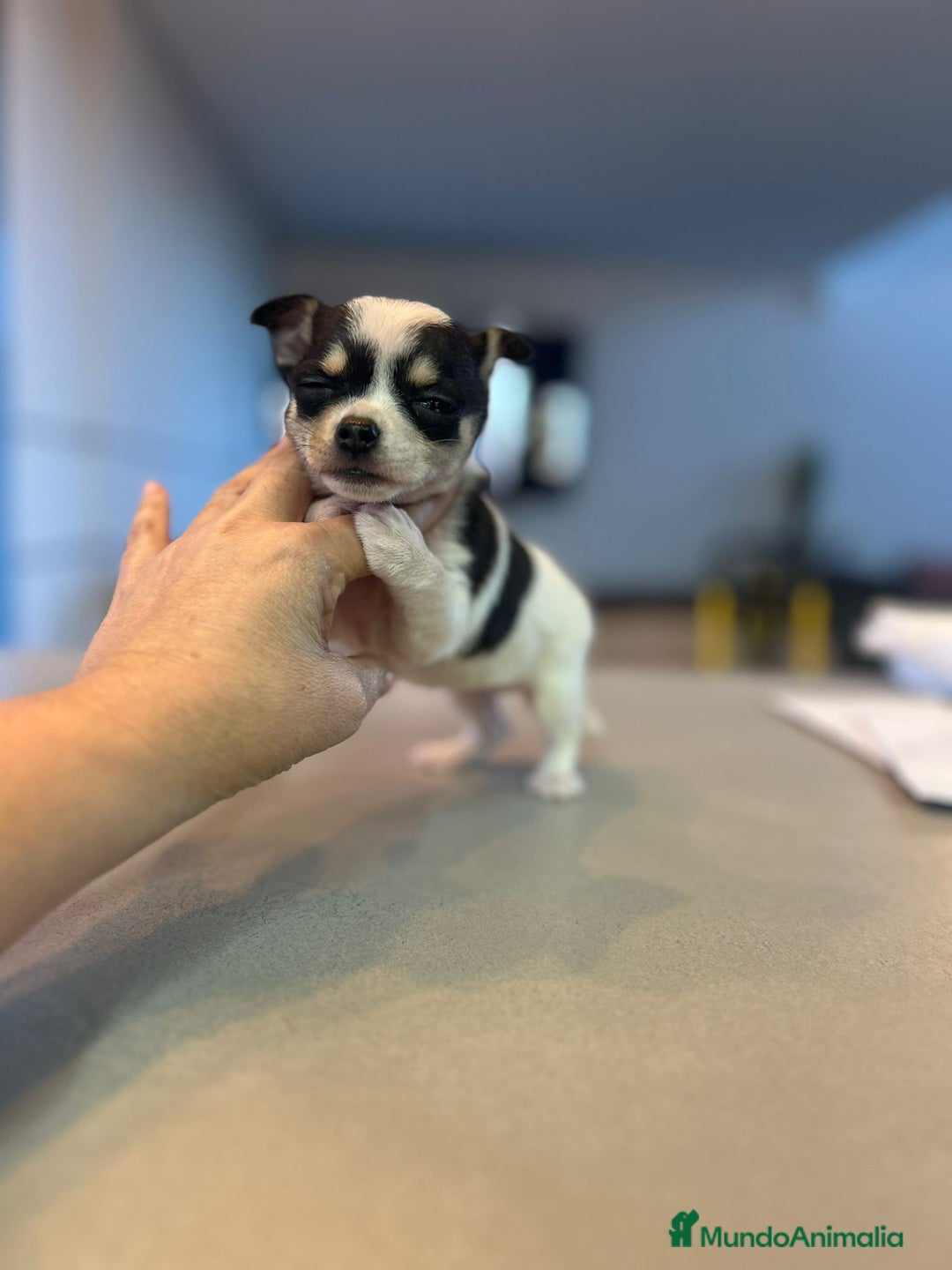 Chihuahua perros en venta: Chihuahua miniatura  - Anuncio 5