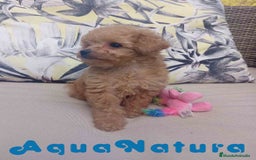 Caniche Toy perros en venta: Caniche Hembra 1 de Estela y King AQUANATURA - Imagen 3
