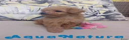 Caniche Toy perros en venta: Caniche Hembra 1 de Estela y King AQUANATURA - Anuncio 3
