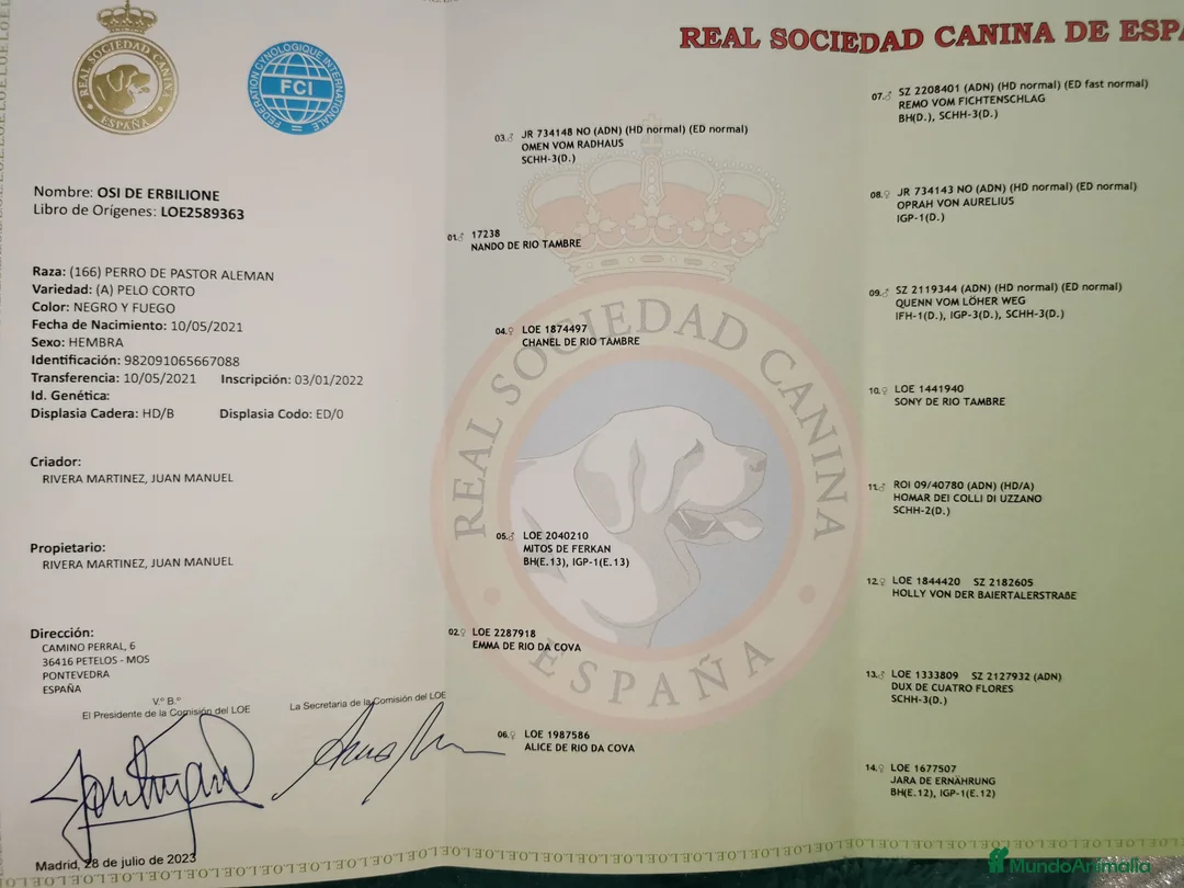 Pastor Alemán perros en venta: Hembras adultas pastor alemán  en Pontevedra - Anuncio 8