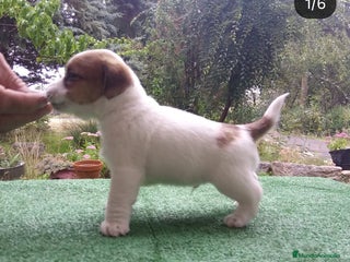Jack Russell Terrier perros Camada de Jack Russell terrier - Anuncio 31