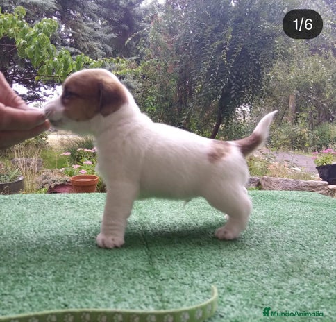 Jack Russell Terrier perros Camada de Jack Russell terrier - Anuncio 6