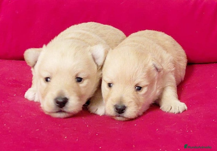 Raza Mixta perros Cachorro de westhy y chihuahua  - Anuncio 35