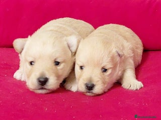 Raza Mixta perros Cachorro de westhy y chihuahua - Anuncio 35