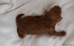 Caniche Toy perros en venta: Caniche toy macho - Imagen 2