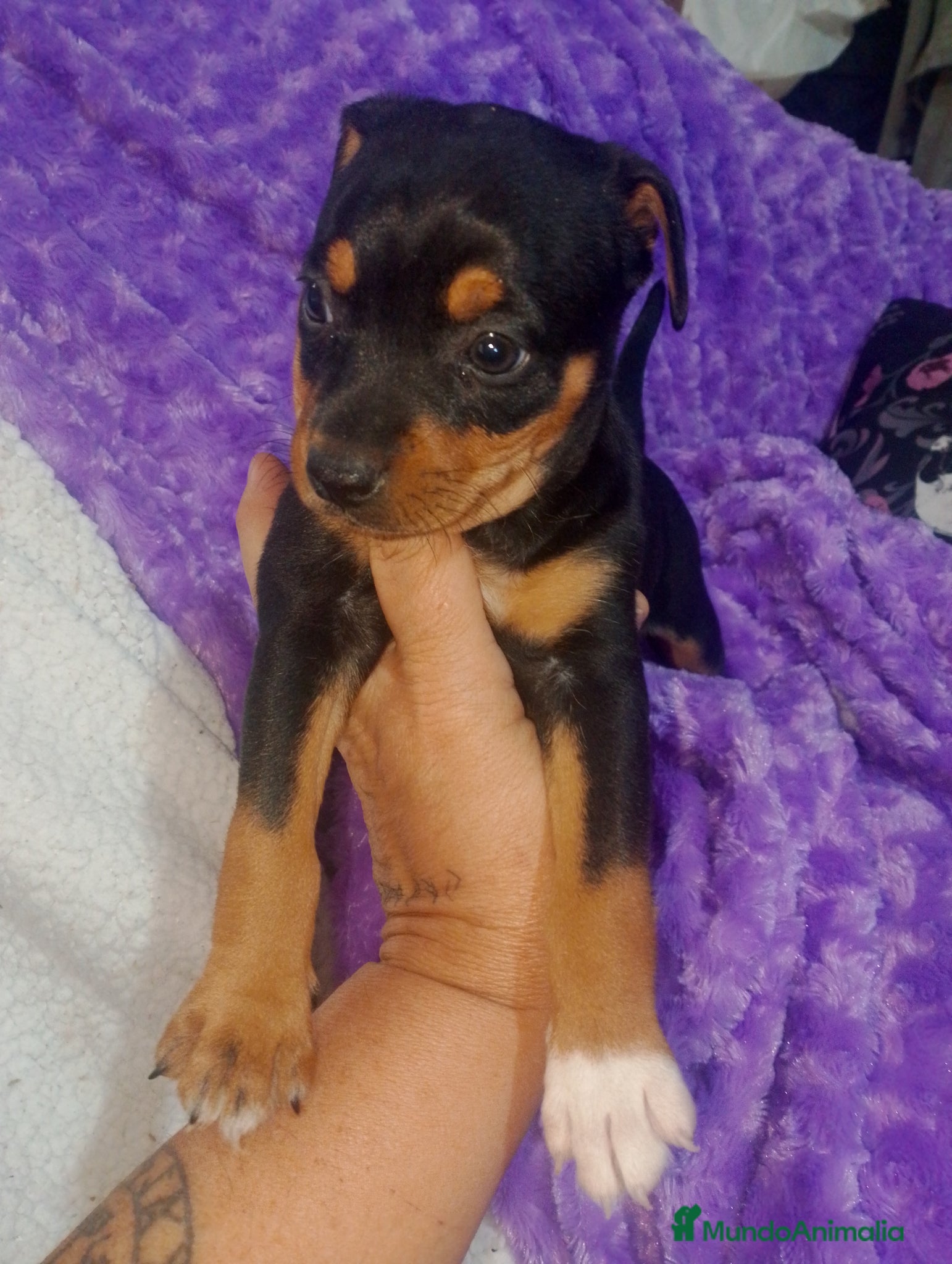 Raza Mixta perros Cruce de bodequero con chihuahua  - Anuncio 30