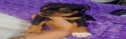 Raza Mixta perros en venta: Cruce de bodequero con chihuahua  - Anuncio 1
