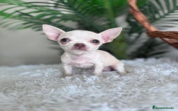 Chihuahua perros en venta: CHIHUAHUA HEMBRA - Imagen 20