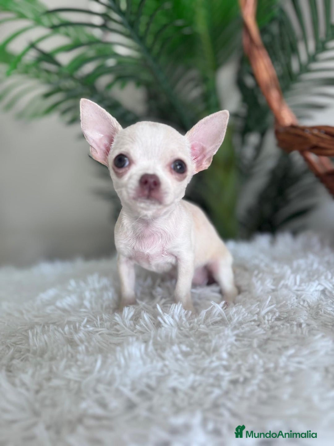Chihuahua perros en venta: CHIHUAHUA HEMBRA - Imagen 20