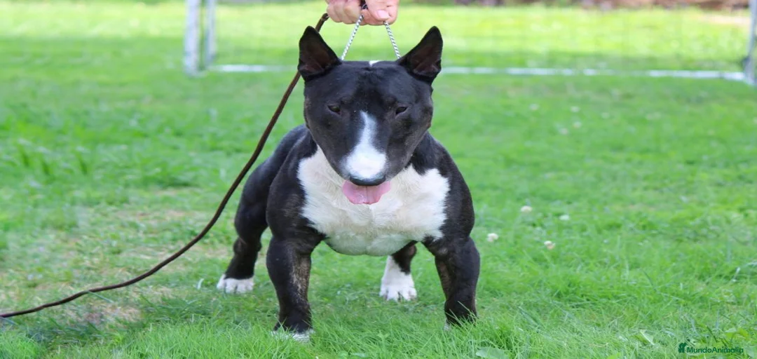 Imagen de galería {{count}}