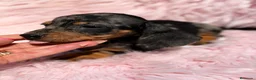 Teckel Miniatura perros en venta: Teckel Arlequin Kaninchen - Anuncio 2