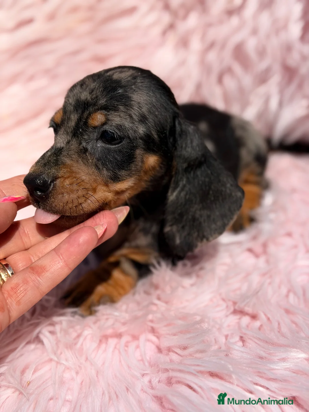 Teckel Miniatura perros en venta: Teckel Arlequin Kaninchen - Anuncio 2
