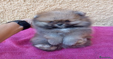 Pomerania perros - Anuncio 8