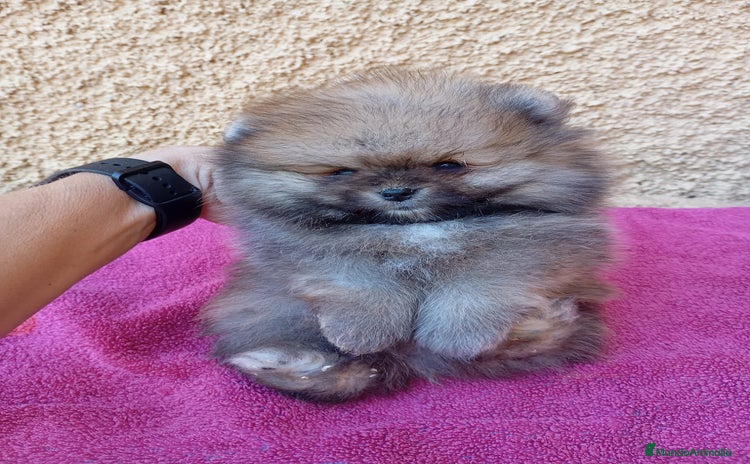 Pomerania perros - Anuncio 4