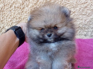 Pomerania perros - Anuncio 5