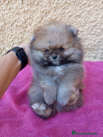 Pomerania perros - Anuncio 2