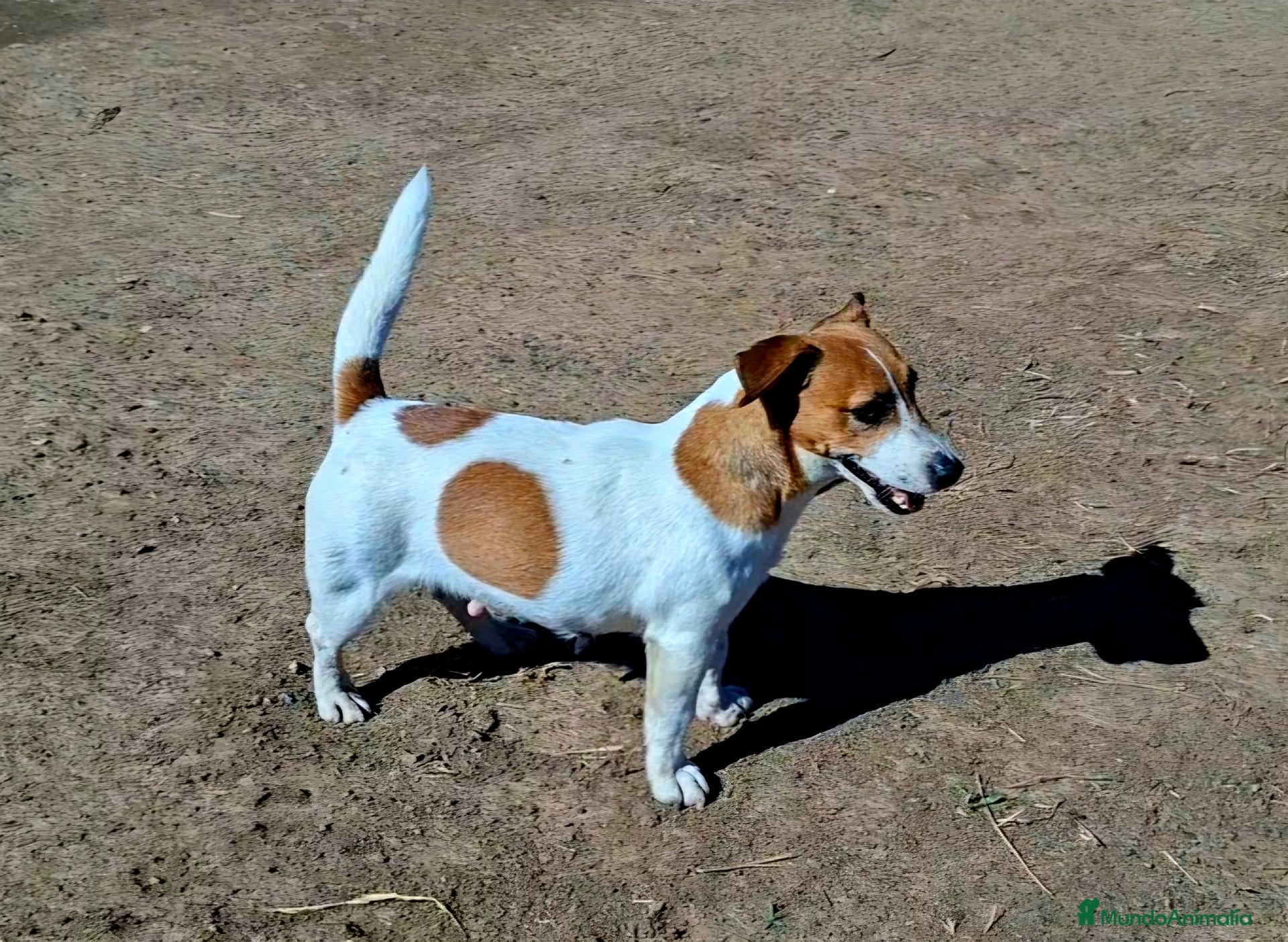 Jack Russell Terrier perros Jack Russell Adulta - Anuncio 1