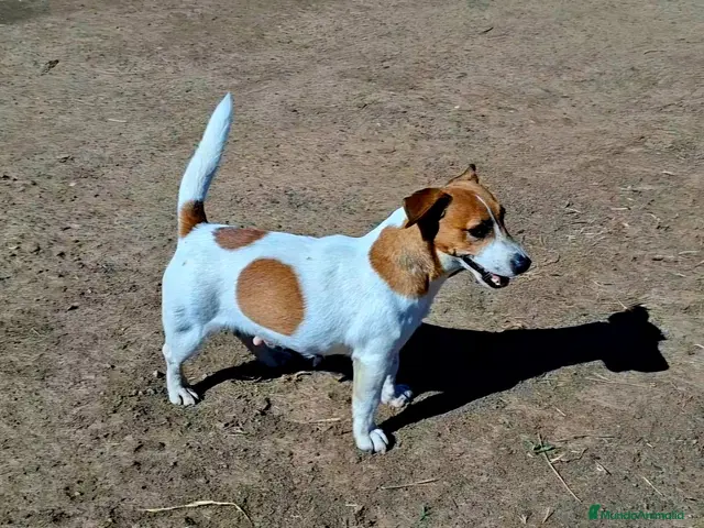 Jack Russell Terrier perros en venta: Jack Russell Adulta - Anuncio 1