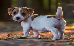 Jack Russell Terrier perros en venta: Jack Russell juguetones bicolor  - Imagen 1