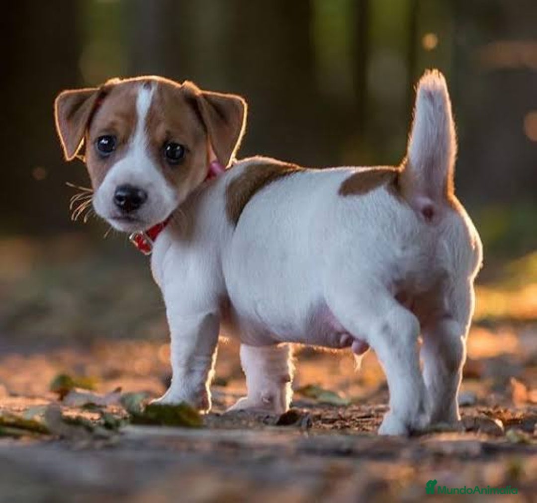Jack Russell Terrier perros en venta: Jack Russell juguetones bicolor  - Imagen 1