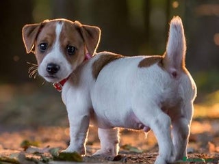 Jack Russell Terrier perros - Anuncio 4