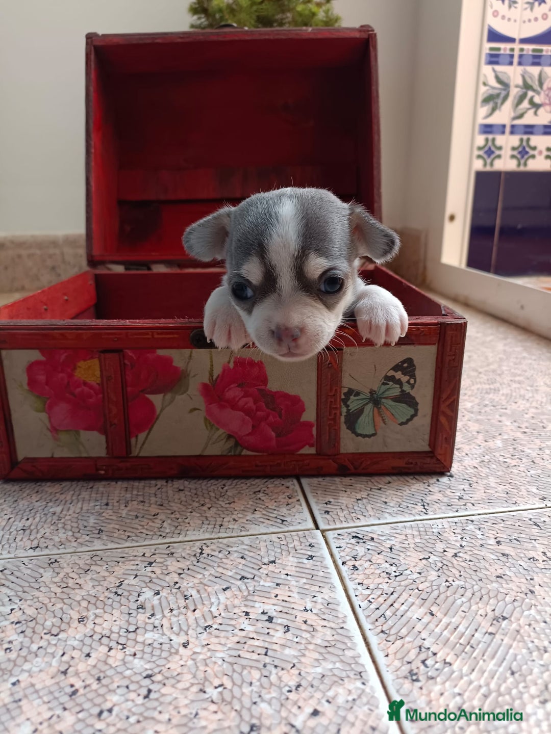 Chihuahua perros en venta: Chihuahua mini toy cabeza manzana  - Imagen 9