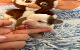 Chihuahua perros en venta: Chihuahua toy - Imagen 2