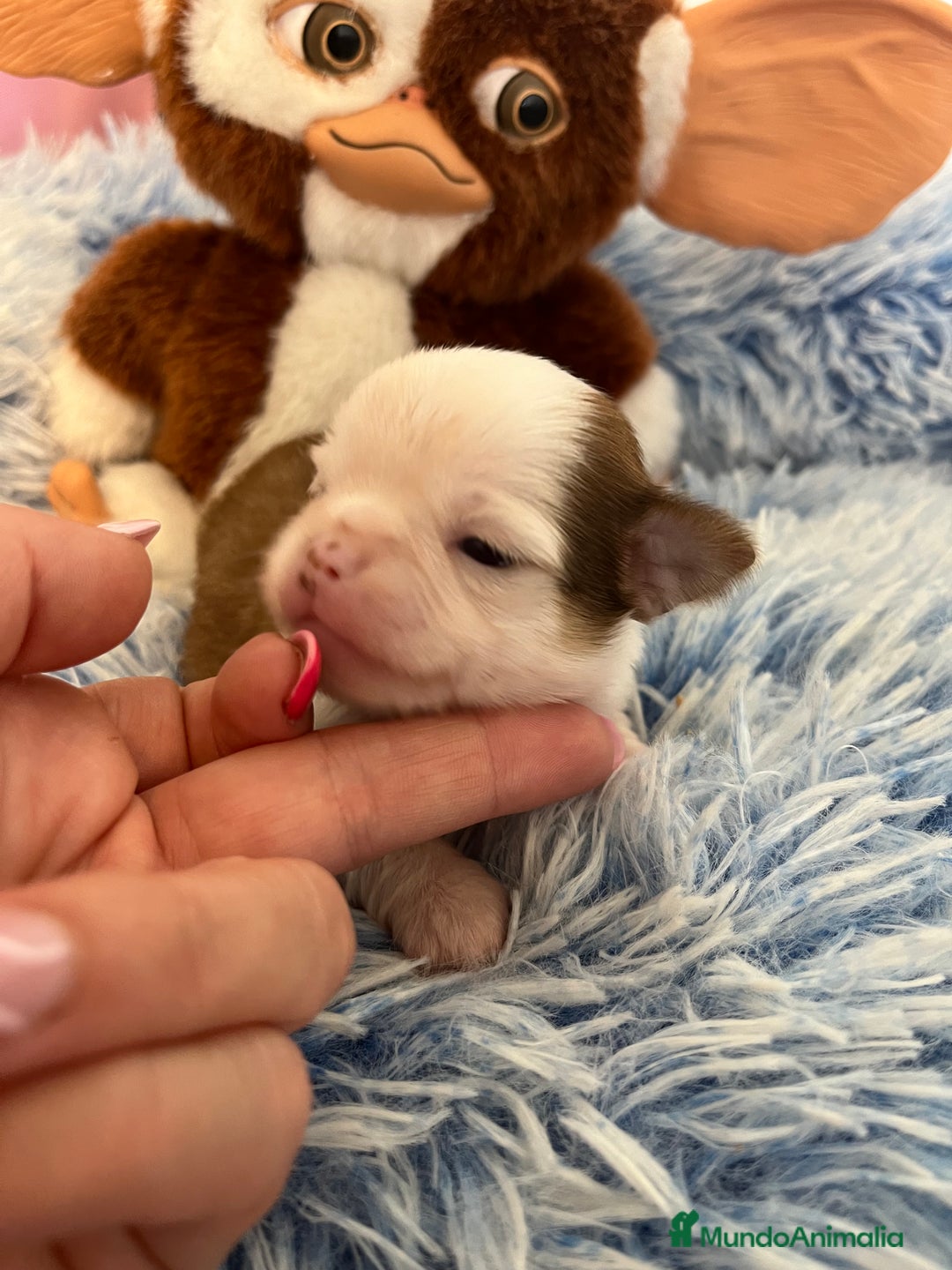 Chihuahua perros en venta: Chihuahua toy - Imagen 2
