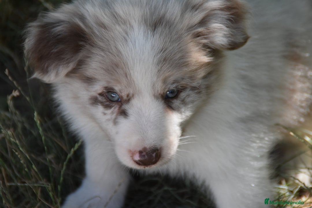 Border Collie perros en venta: cachorro rojo mirlo de Border Collie - Imagen 7