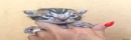 Bengalí gatos en venta: Bengali, Brown - Anuncio 2