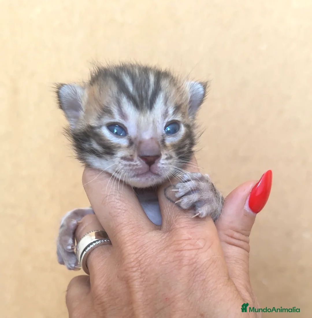 Bengalí gatos en venta: Bengali, Brown - Anuncio 2