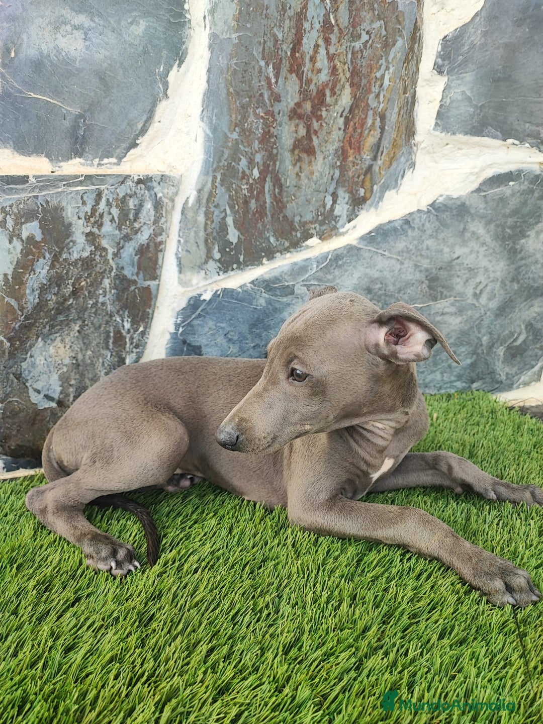 Whippet perros en venta: WHIPPET MACHOS Blanco y blue  - Anuncio 2