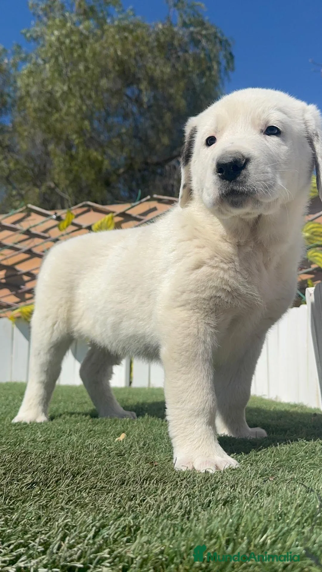 Mastín Español perros en venta: MASTIN HEMBRA - Anuncio 14