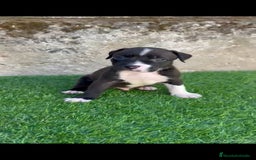 American Staffordshire-Terrier perros en venta: American Stanford  - Imagen 5