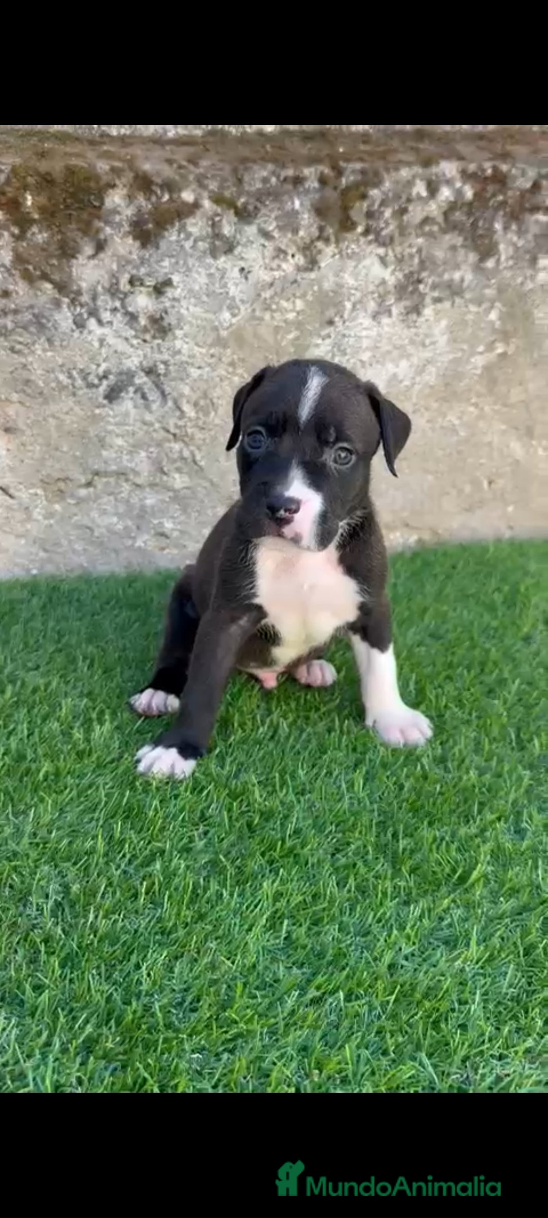 American Staffordshire-Terrier perros en venta: American Stanford  - Imagen 5