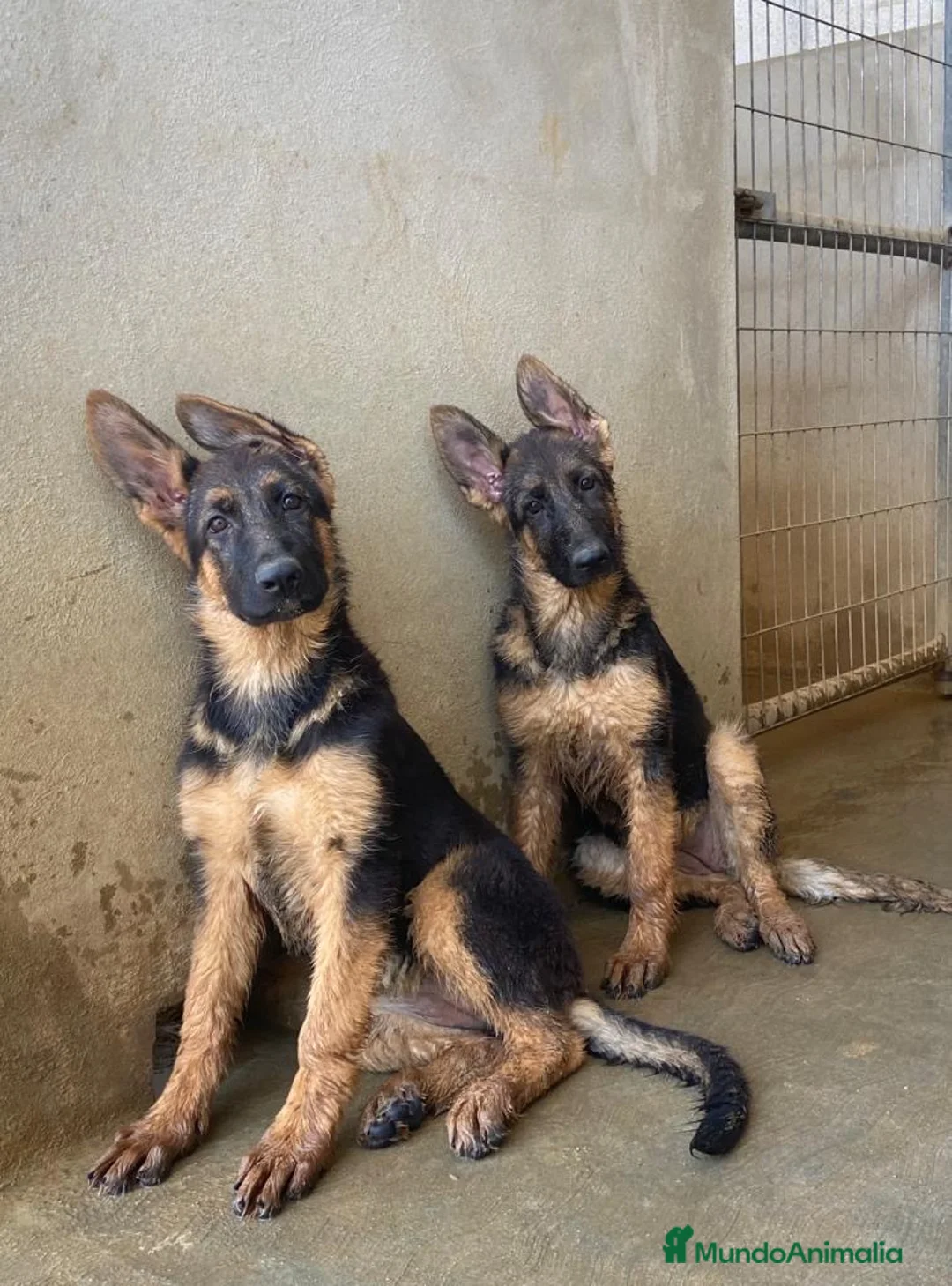 Pastor Alemán perros en venta: CACHORRAS DE PASTOR ALEMÁN  - Anuncio 2