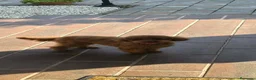 Caniche Toy perros en venta: Caniche Toy  - Anuncio 5