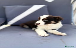 Border Collie perros en venta: Border collie chocolate  - Imagen 16