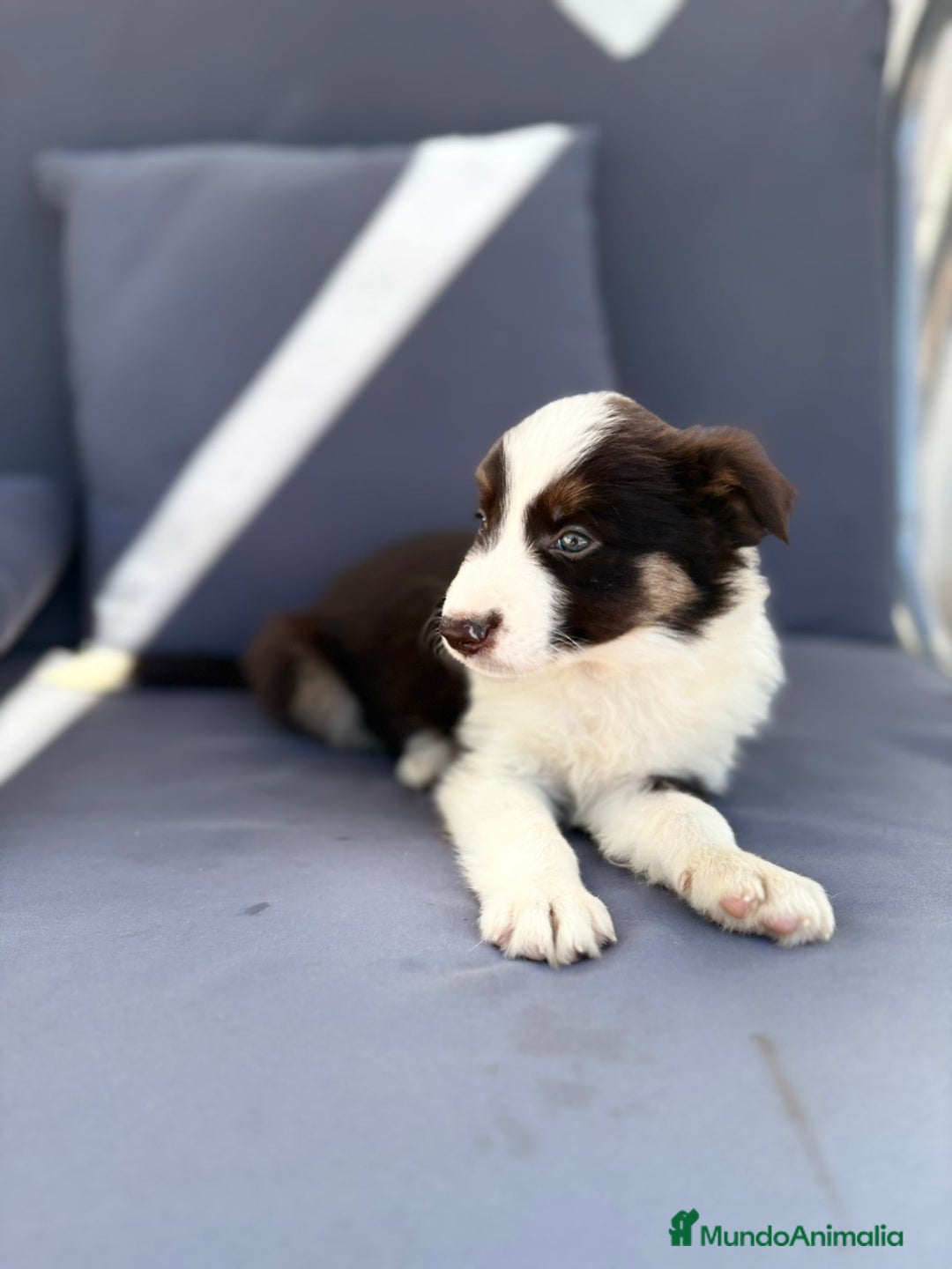 Border Collie perros en venta: Border collie chocolate  - Imagen 16