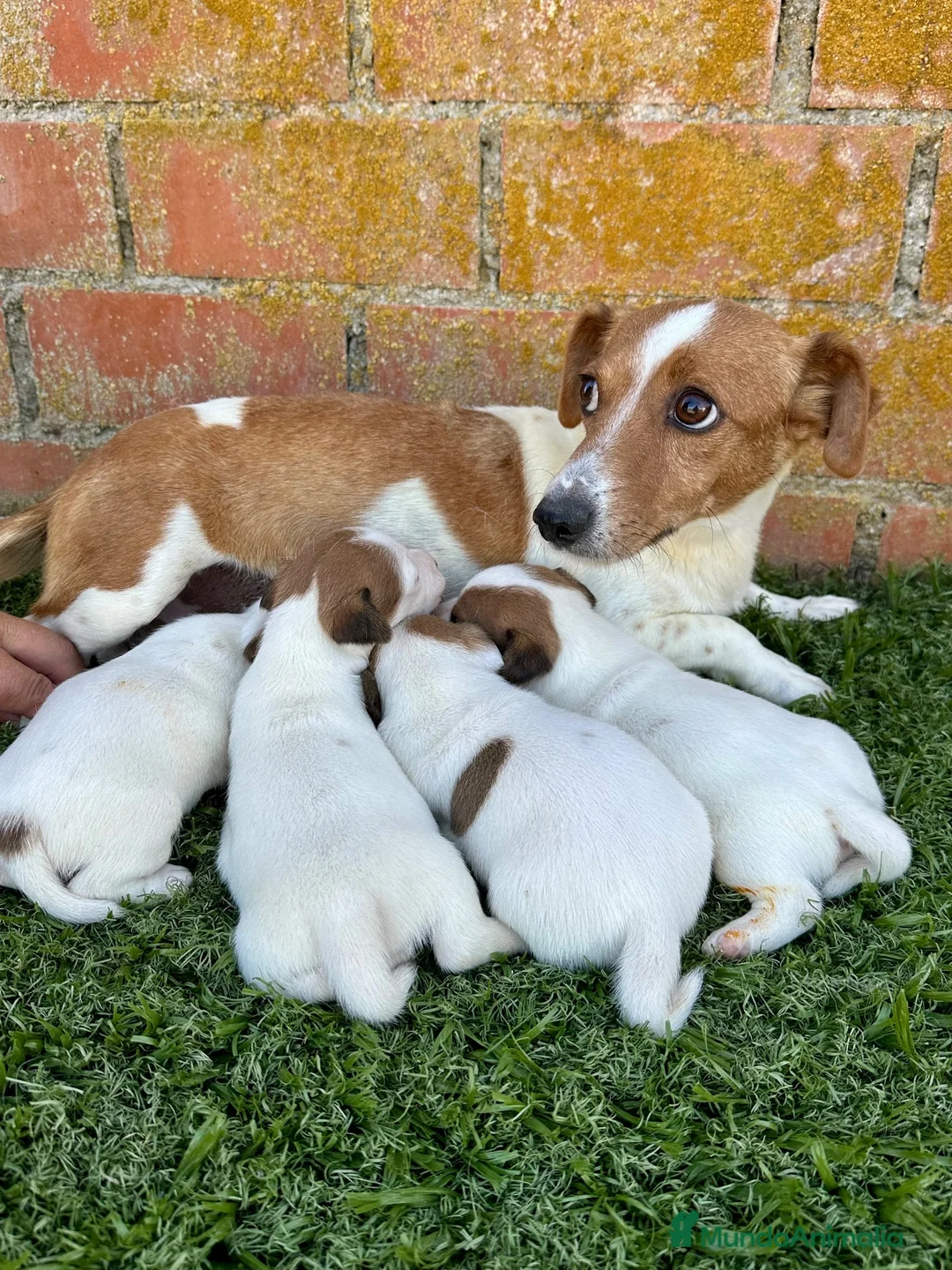 Jack Russell Terrier perros en venta:  JACK RUSSELL - Anuncio 1
