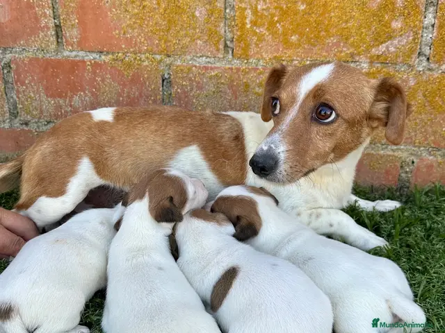 Jack Russell Terrier perros en venta: JACK RUSSELL - Anuncio 1