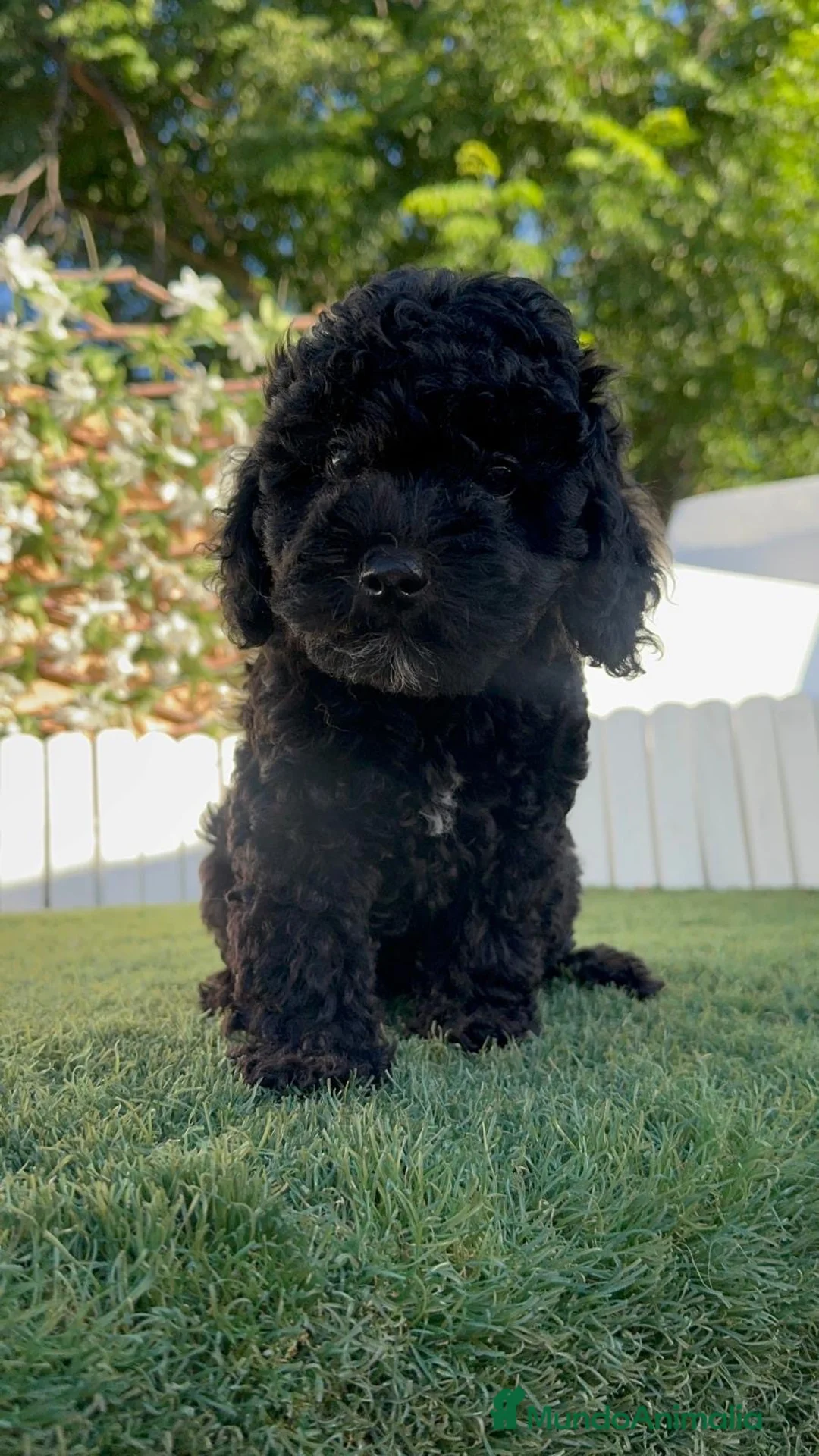 Caniche Enano perros en venta: CANICHE ENANA HEMBRA - Anuncio 1
