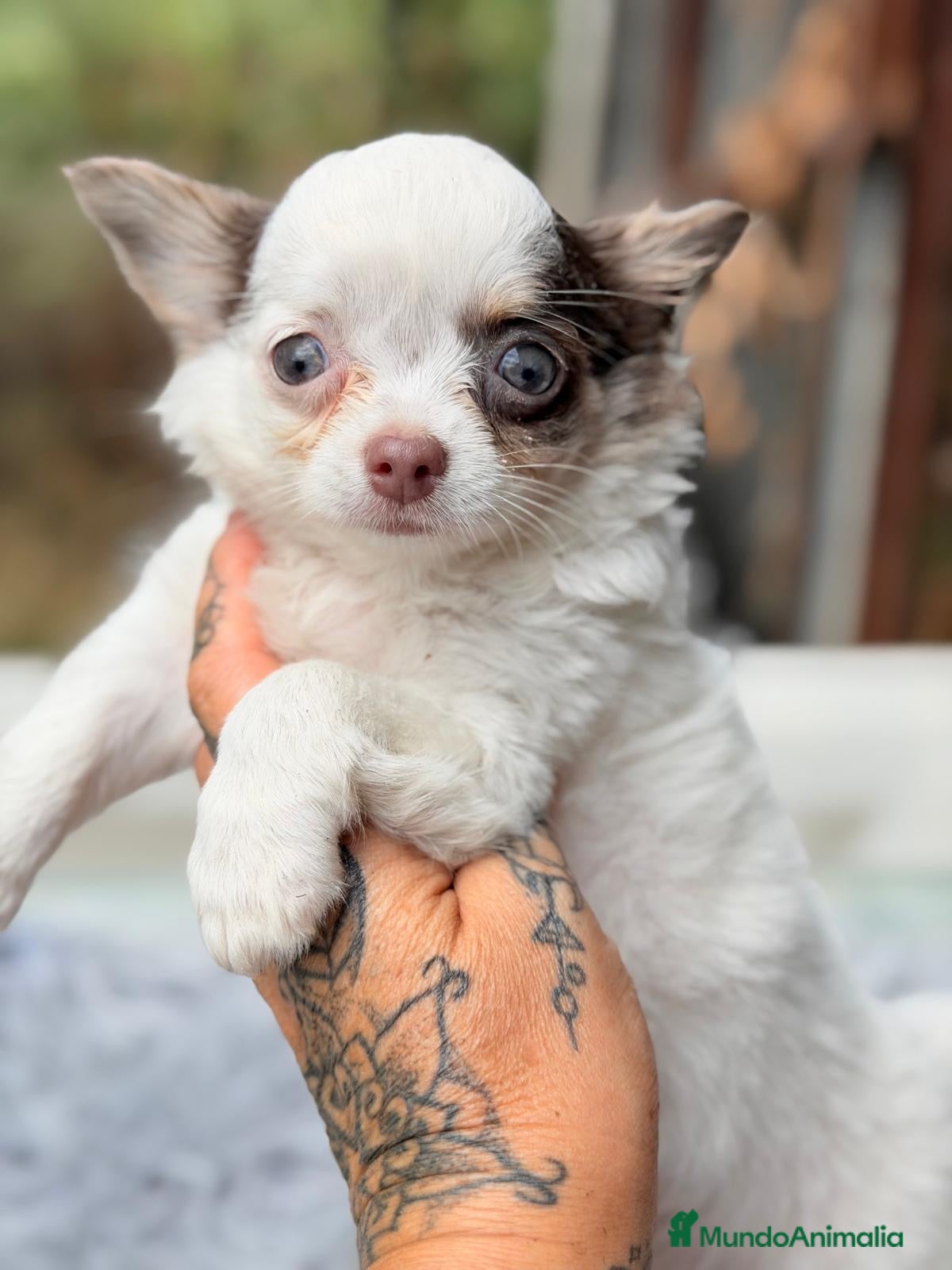 Chihuahua perros Chihuahua bicolor pelo largo💙🐾 - Anuncio 4