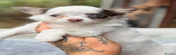 Chihuahua perros en venta: Chihuahua bicolor pelo largo💙🐾 - Anuncio 1
