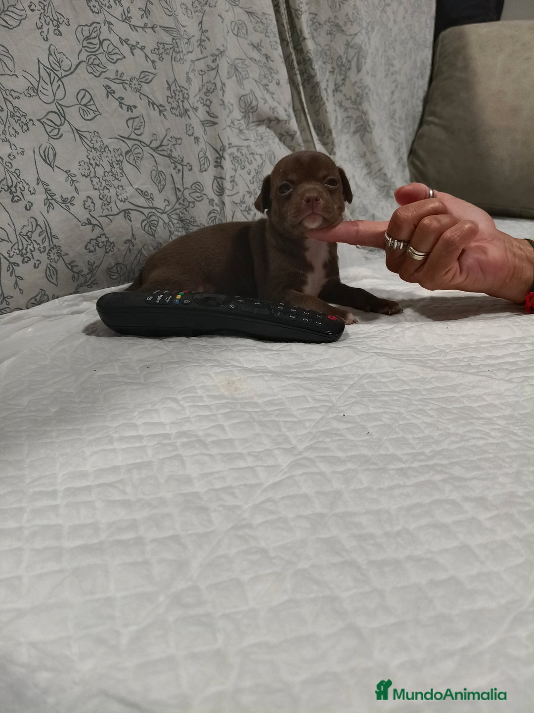 Chihuahua perros en venta: Chocolate macho  - Imagen 6